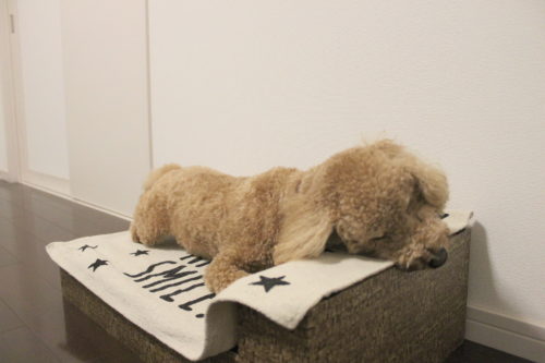 100均の商品で作れちゃう！小型犬におすすめ「あご乗せ付きソファ」をDIY